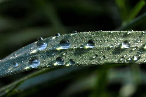 macro  green  rosa