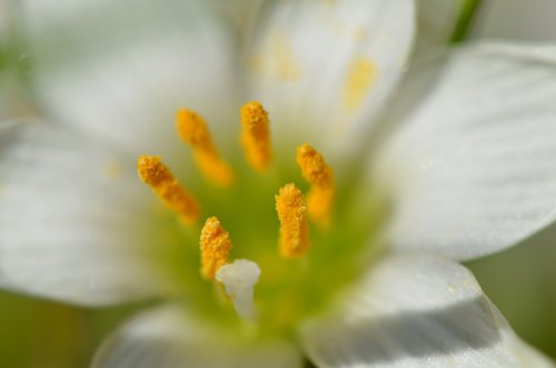 macro  flower  nature