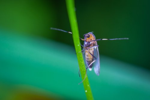 macro  insect  fly