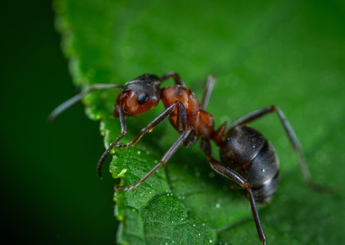macro  insect  ant