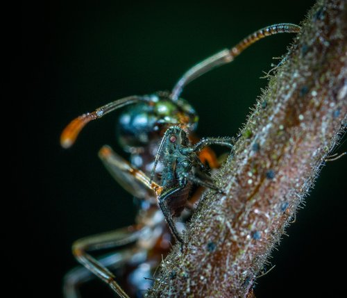 macro  insect  ant
