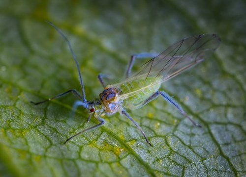 macro  insect  aphid