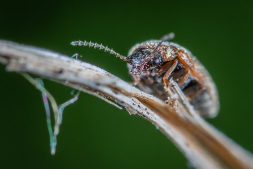 macro  insect  beetle