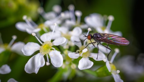 macro  insect  flower