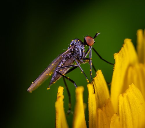 macro  insect  fly