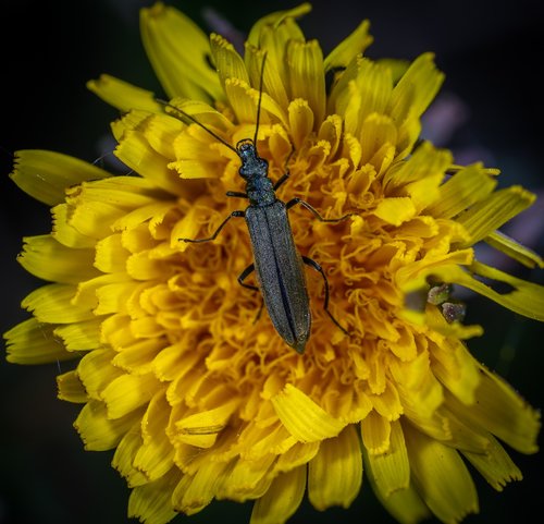 macro  insect  beetle