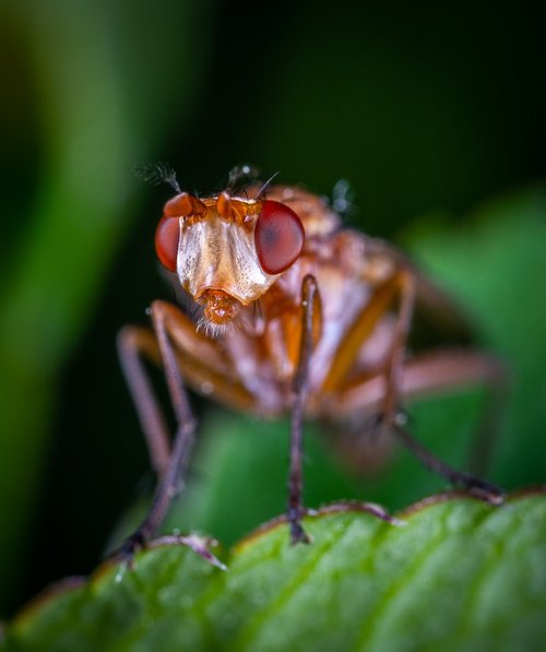 macro  insect