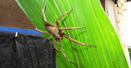 macro  insect  spider