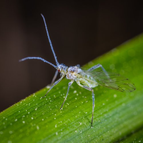 macro  insect  aphid