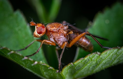macro  insect  fly