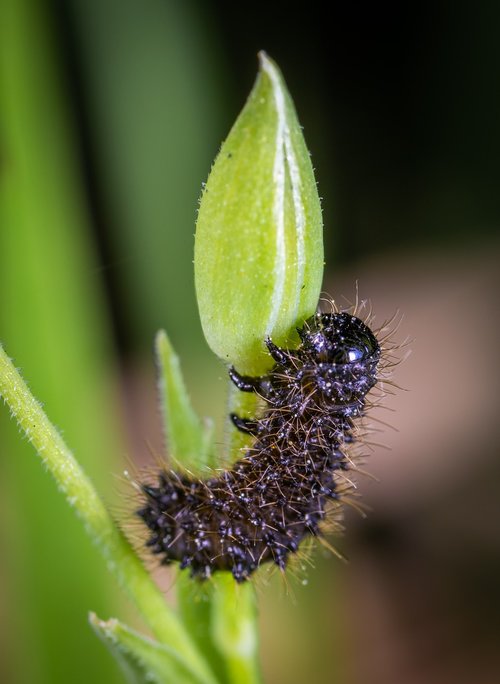 macro  bud  insect