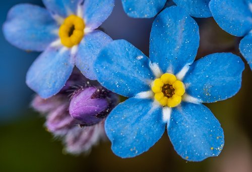 macro  flower  nature