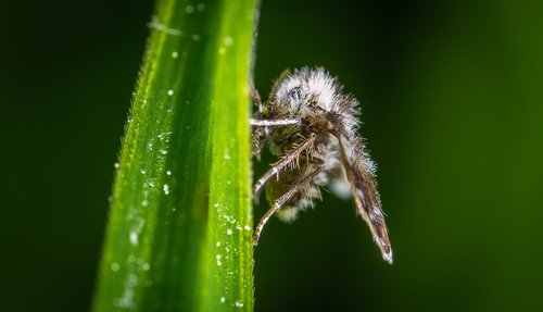 macro  insect  babusnica