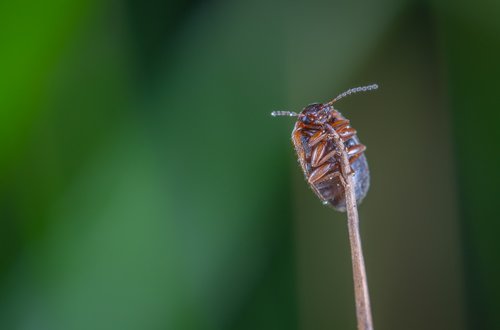 macro  insect  beetle