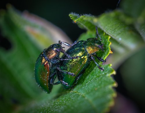 macro  insect  beetle