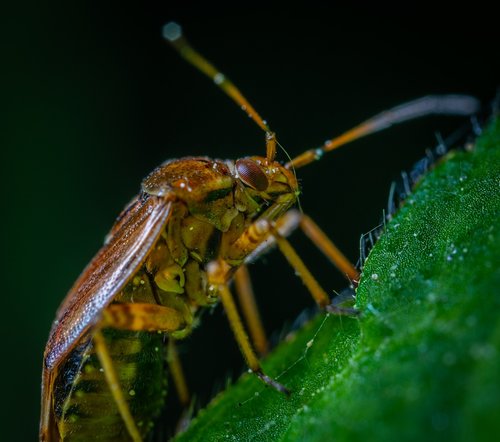 macro  insect