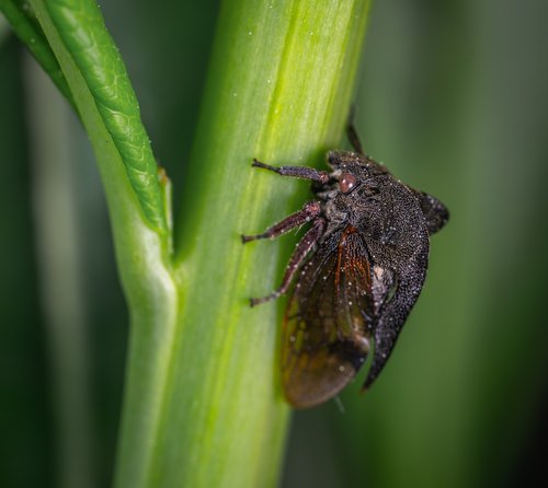 macro  insect  gorbatka