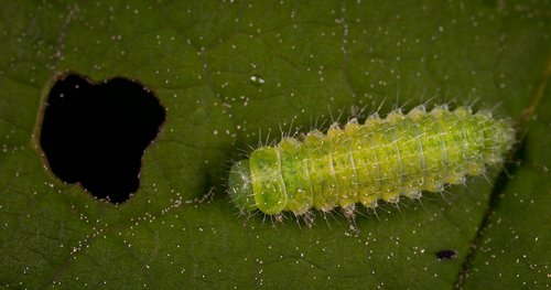 macro  insect  caterpillar