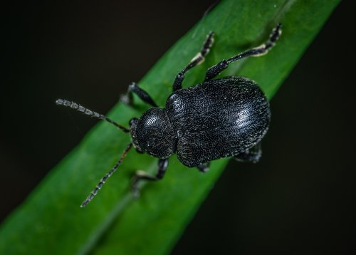 macro  insect  beetle