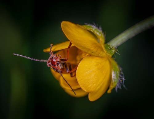macro  flower  beetle