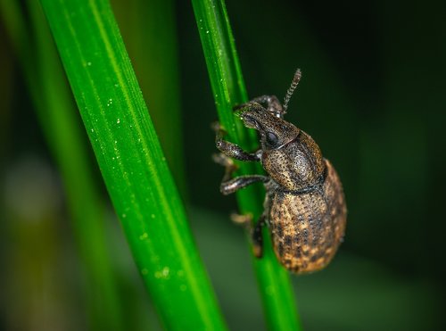 macro  insect  beetle