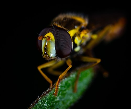 macro  fly  gorzalka