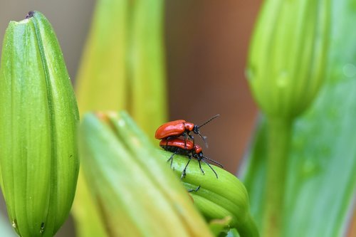 macro  nature insect