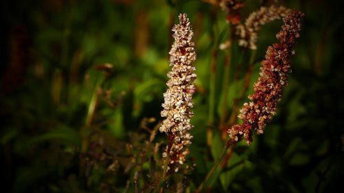 macro  garden  nature