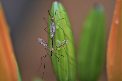 macro  flying insect  mouchette