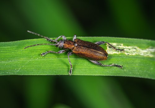 macro  beetle  coleoptera