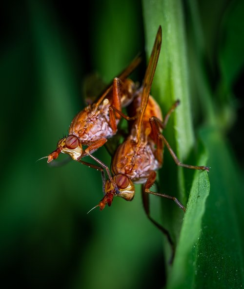 macro  insects  flies