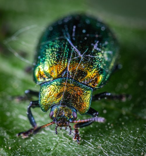 macro  beetle  insect
