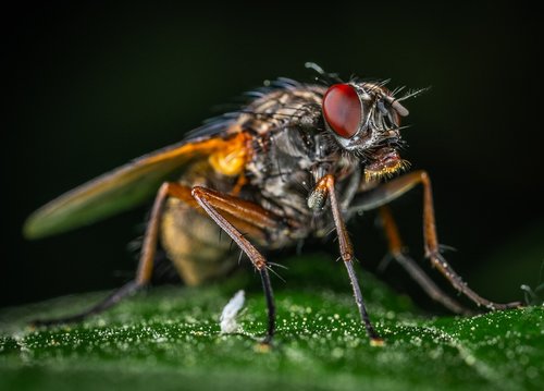 macro  bespozvonochnoe  insect