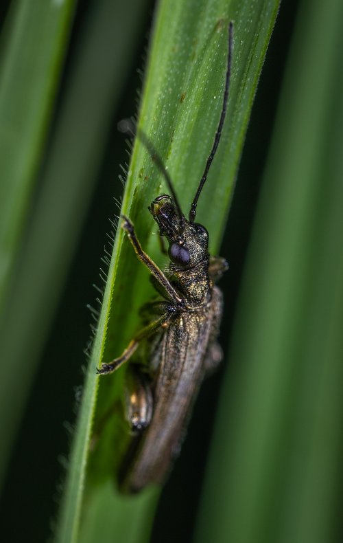 macro  beetle  insect