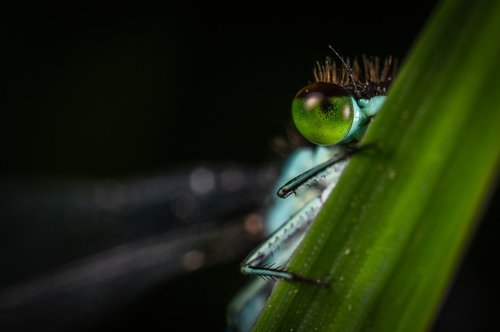 macro  dragonfly  facet