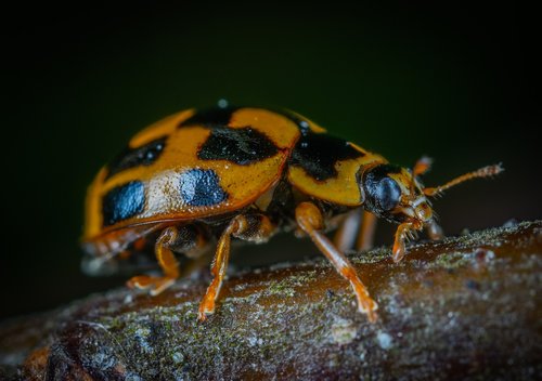 macro  insect  bespozvonochnoe