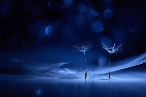 macro  dandelion  fluff