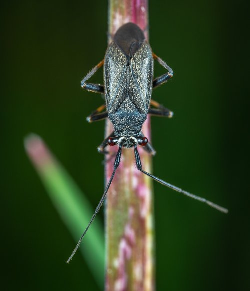 macro  insect  nymph