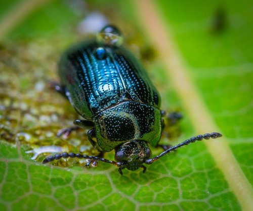 macro  insect  bespozvonochnoe