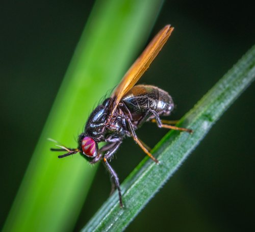 macro  insect  bespozvonochnoe