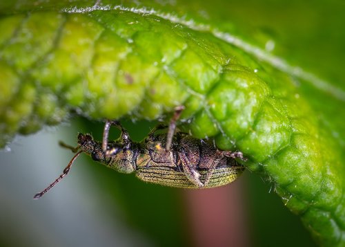 macro  insect  bespozvonochnoe