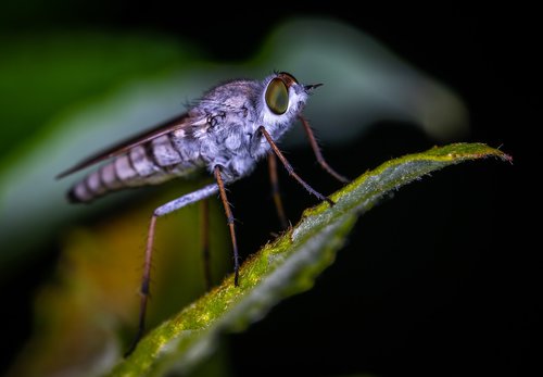 macro  insect  bespozvonochnoe