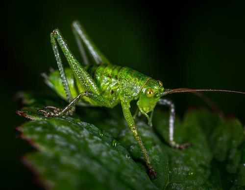 macro  insect  bespozvonochnoe