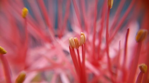 macro  close up  pink flower