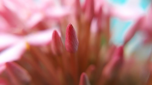 macro  close up  buds