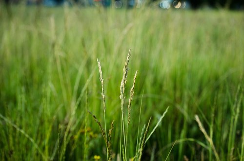 macro  nature  field