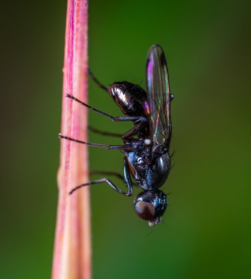 macro  insect  bespozvonochnoe