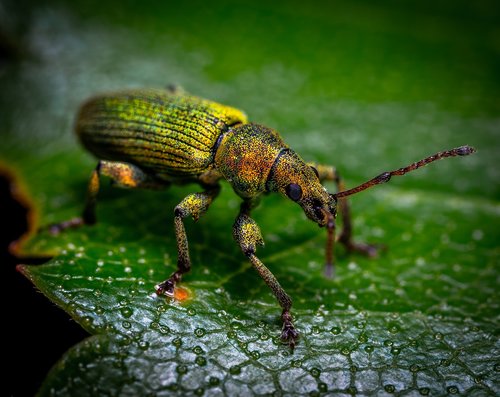 macro  insect  bespozvonochnoe