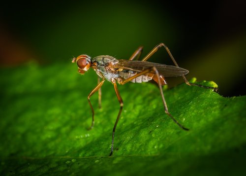 macro  insect  bespozvonochnoe