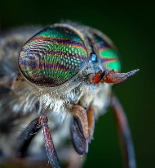 macro  portrait  horsefly